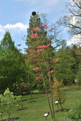 Cedrela sinensis 'Flamingo'- česnekovník čínský 'Flamingo' - jarní habitus (2)